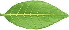 tobacco leaf