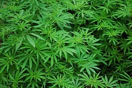 foliage 1157792 180